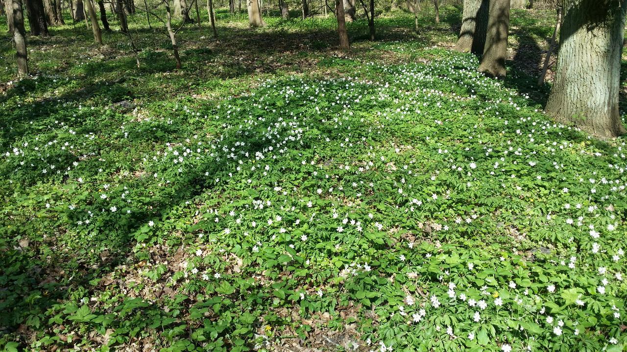 Apartament Aquamarine Polanki Kołobrzeg Esterno foto